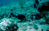 ocean_surgeonfish.jpg