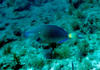parrot_fish.jpg
