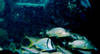 porkfish.jpg