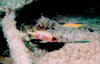 squirl_fish.jpg