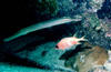 trompet_fish_and_squirl_fish.jpg