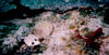 trunkfish.jpg