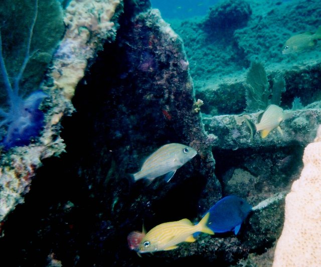 ../pictures/blue_tang.jpg