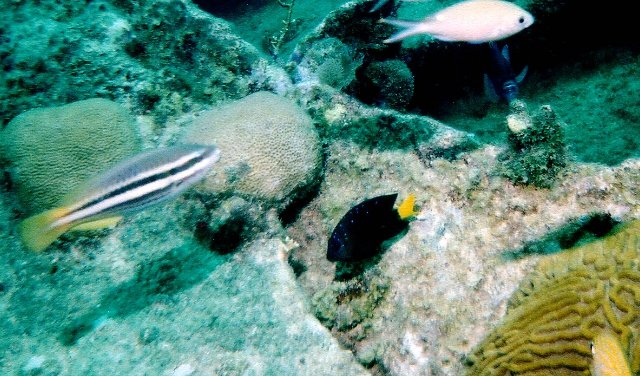 ../pictures/damselfish.jpg