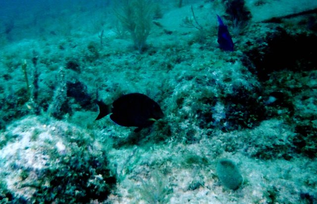 ../pictures/ocean_surgeonfish.jpg