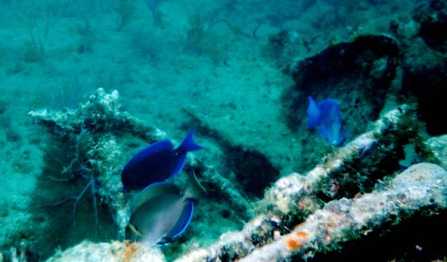 ../pictures/ocean_surgeonfish2.jpg