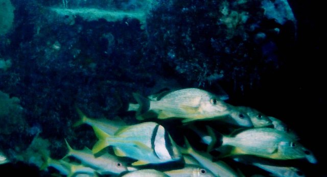 ../pictures/porkfish.jpg