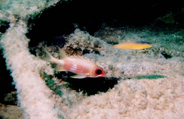 ../pictures/squirl_fish.jpg