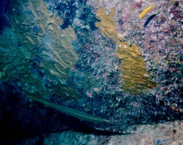 ../pictures/trompet_fish.jpg