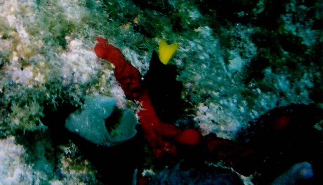 ../pictures/damselfish.jpg