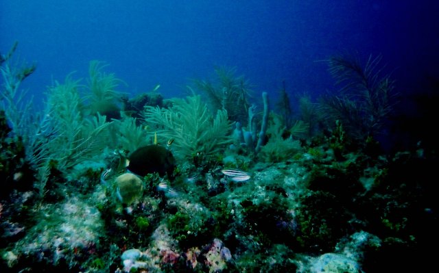 ../pictures/reef.jpg