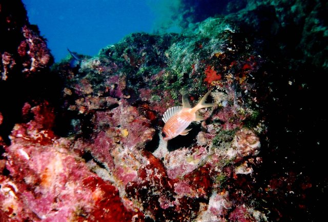 ../pictures/squirl_fish.jpg