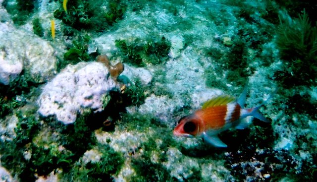 ../pictures/squirl_fish2.jpg