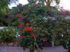 flowers.jpg