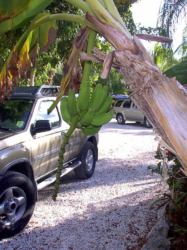 ../pictures/banana_three.jpg