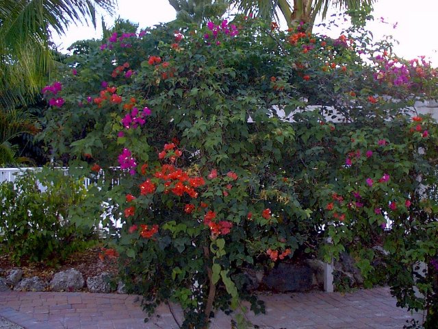 ../pictures/flowers.jpg
