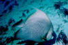 french_angelfish.jpg
