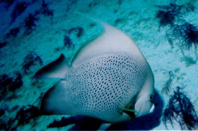 ../pictures/french_angelfish.jpg