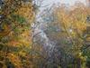 Fall_in_Raleigh14.jpg