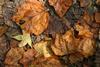 Fall_in_Raleigh22.jpg