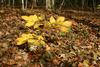 Fall_in_Raleigh28.jpg