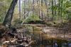 Fall_in_Raleigh29.jpg