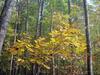 Fall_in_Raleigh3.jpg