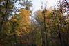 Fall_in_Raleigh36.jpg
