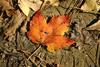 Fall_in_Raleigh41.jpg