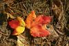Fall_in_Raleigh42.jpg