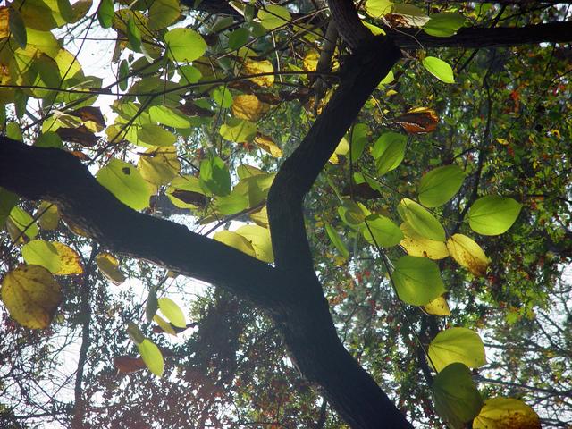 ../pictures/Fall_in_Raleigh11.jpg