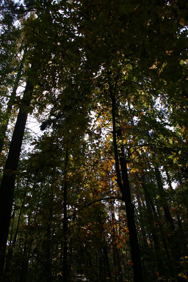 ../pictures/Fall_in_Raleigh25.jpg