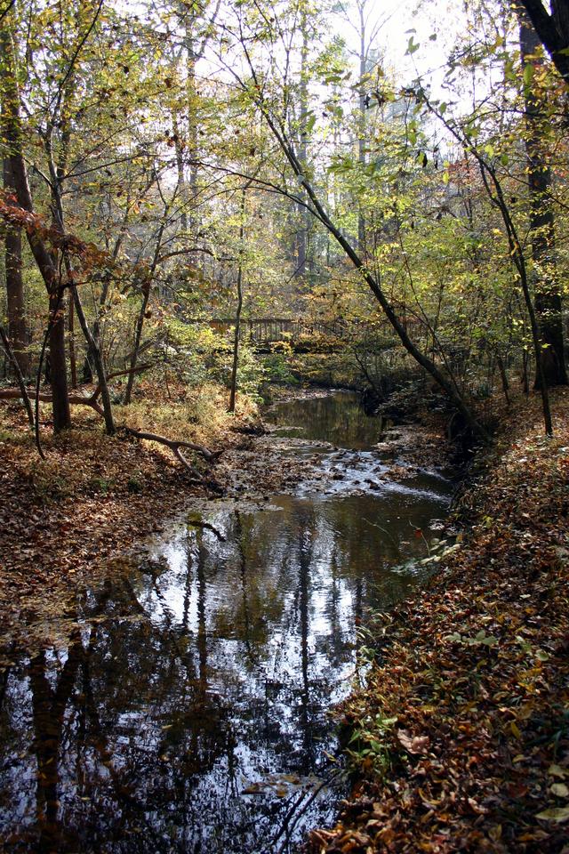 ../pictures/Fall_in_Raleigh31.jpg