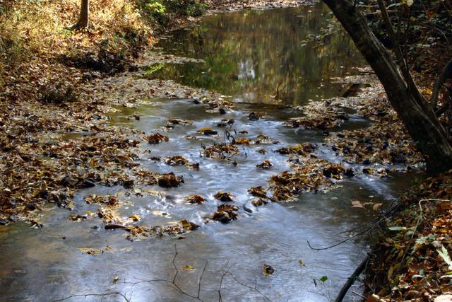 ../pictures/Fall_in_Raleigh32.jpg