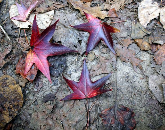 ../pictures/Fall_in_Raleigh34.jpg