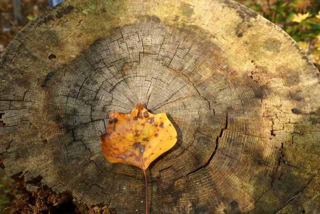 ../pictures/Fall_in_Raleigh35.jpg