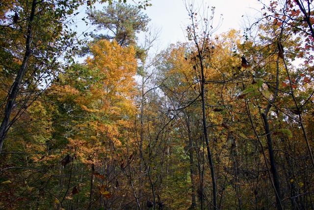 ../pictures/Fall_in_Raleigh36.jpg