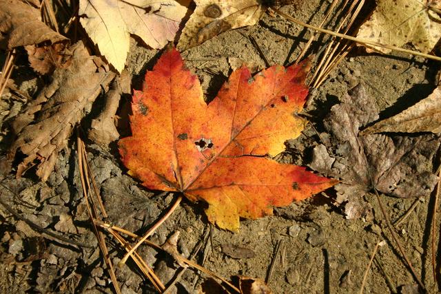../pictures/Fall_in_Raleigh41.jpg