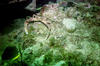 Benwood_big_crab.jpg