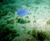 Benwood_blue_tang.jpg