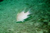Benwood_hog_fish.jpg