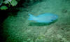 Benwood_parrot_fish2.jpg