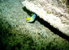 Benwood_queen_angel_fish.jpg