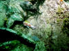 Benwood_squirl_fish.jpg