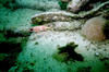 Benwood_squirl_fish2.jpg
