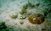 Benwood_trunk_fish2.jpg