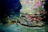 Duane_coral2.jpg