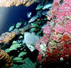 Duane_french_angel_fish.jpg