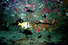 Duane_pork_fish2.jpg