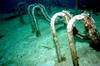 Sliegel_Grove_trumpet_fish.jpg